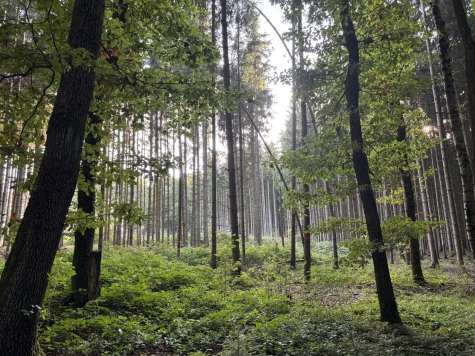 Einzigartiges Anwesen mit Wohnhaus, Gewerbeflächen, Ferienwohnungen und großem Naturareal! - Waldgrundstück (5773)